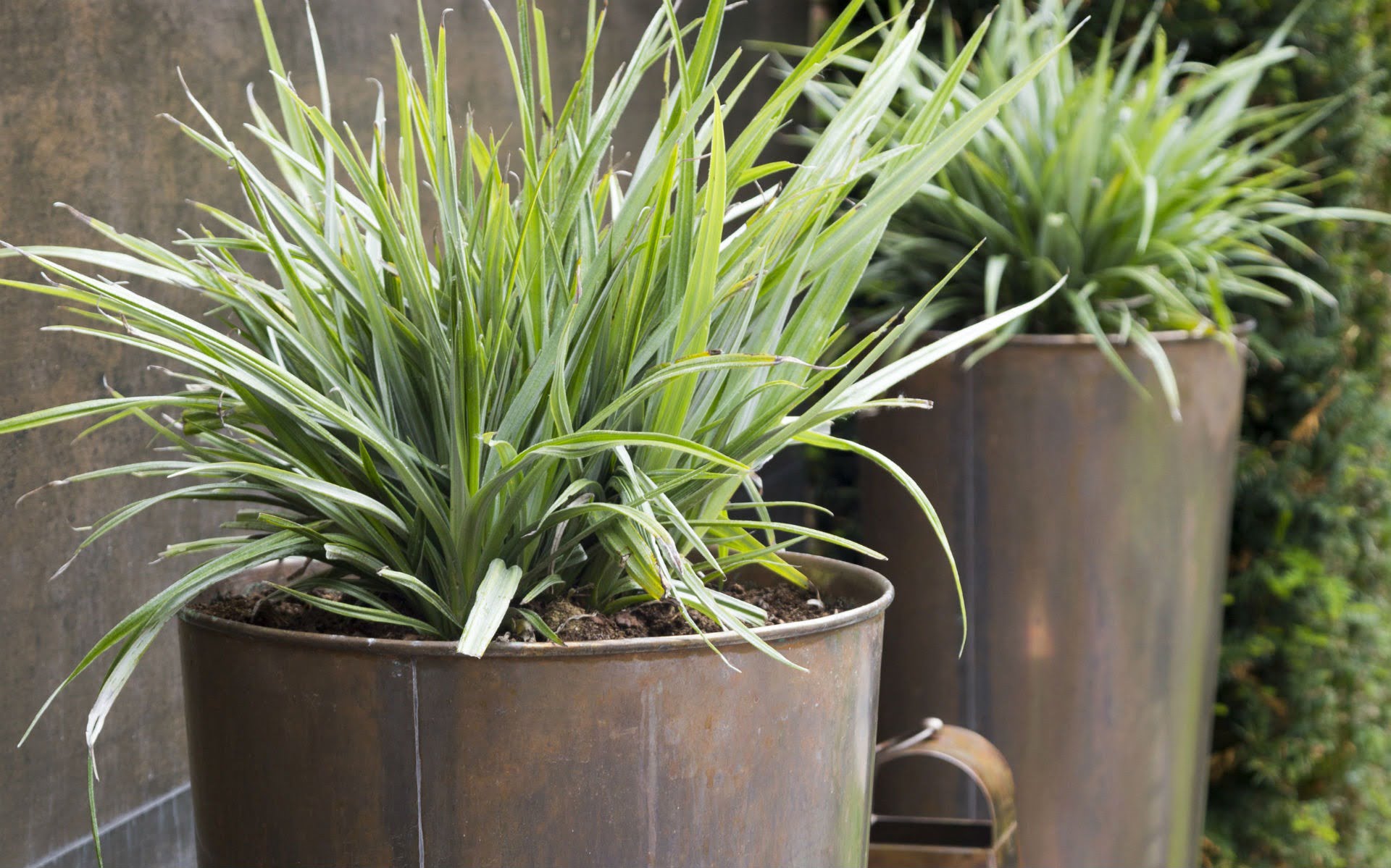 Portfolio BALI Award Winning Small Urban Garden Beaulieu Chelmsford Essex Copper Vas Planters