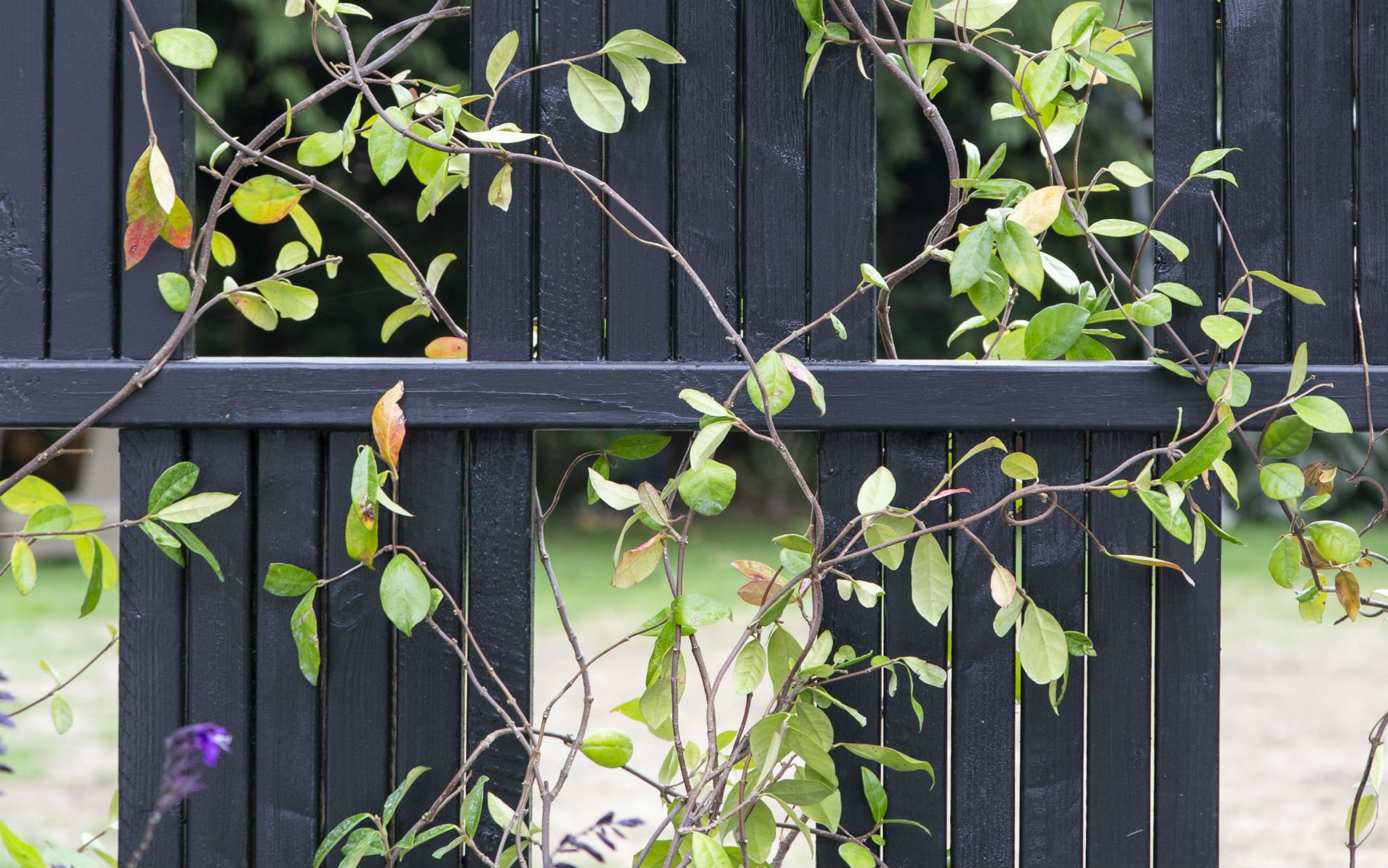 Portfolio Chic Entertaining Courtyard Garden Danbury Essex Black Feature Frame Garden Screen