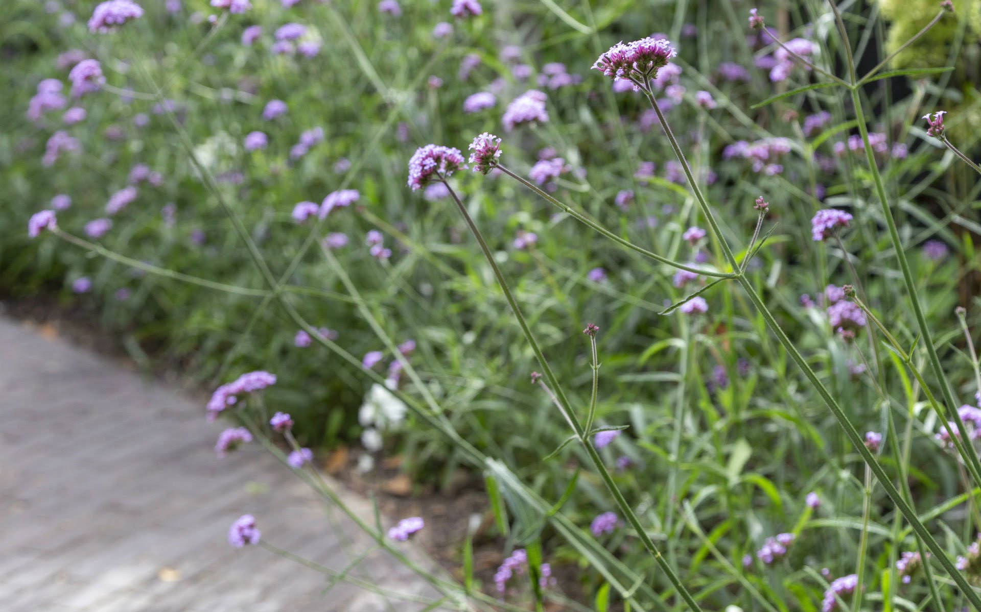 Portfolio Chic Entertaining Courtyard Garden Danbury Essex Verbena Bonariensis
