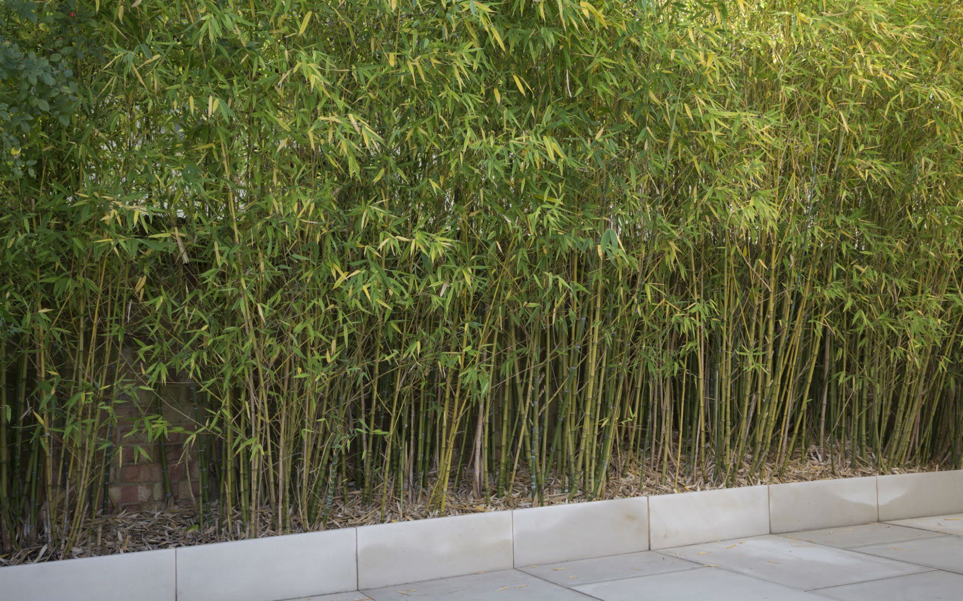 Portfolio Contemporary Garden Chelmsford Essex Bamboo Hedge