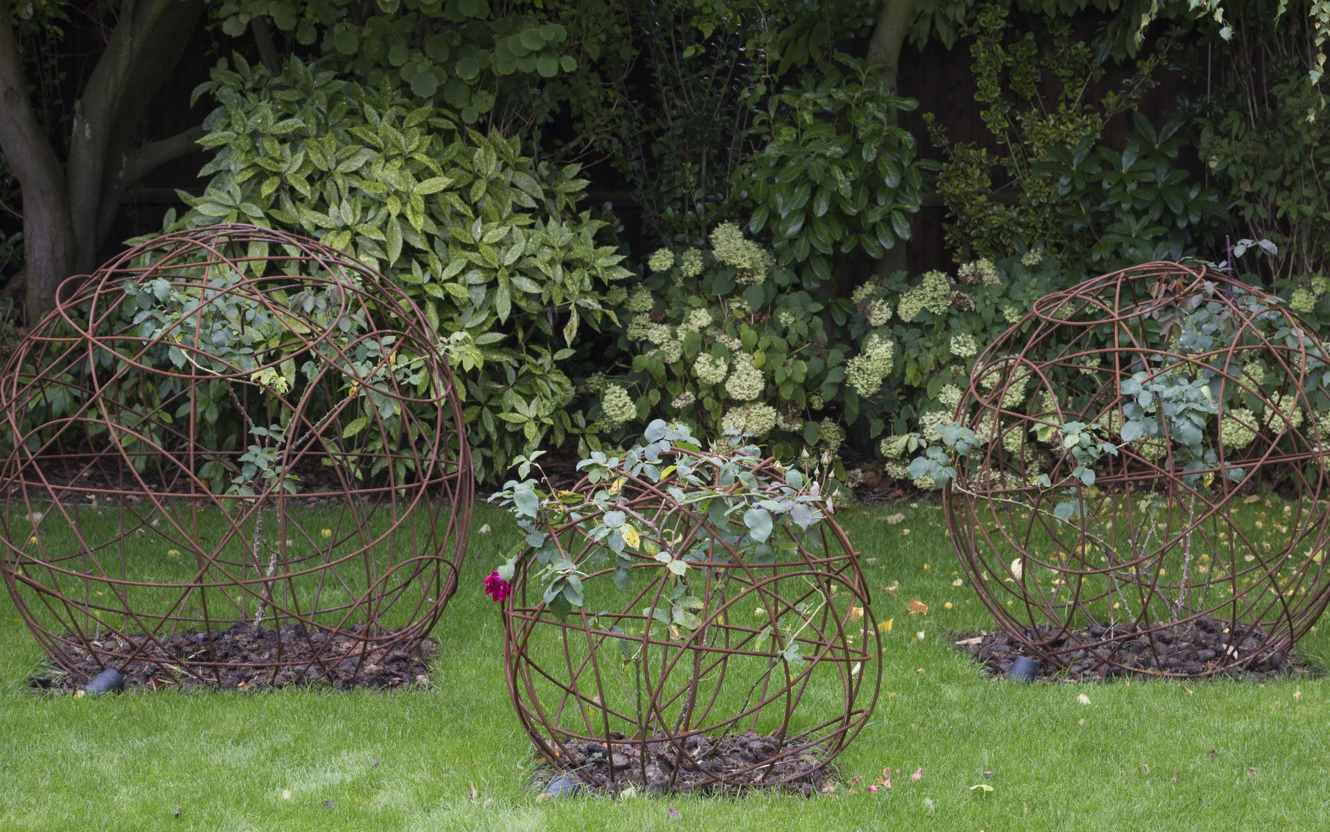 Portfolio Contemporary Garden Chelmsford Essex Rose Spheres