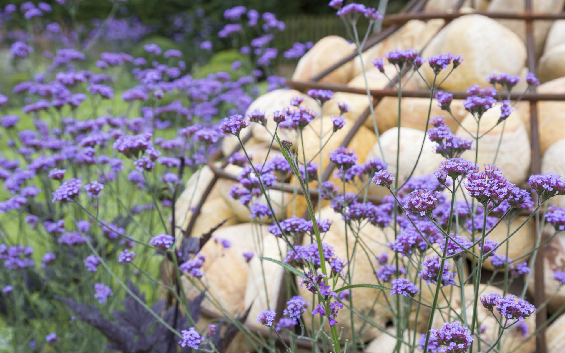 Portfolio Multi-level Contemporary Garden Stock Essex Gabion Feature