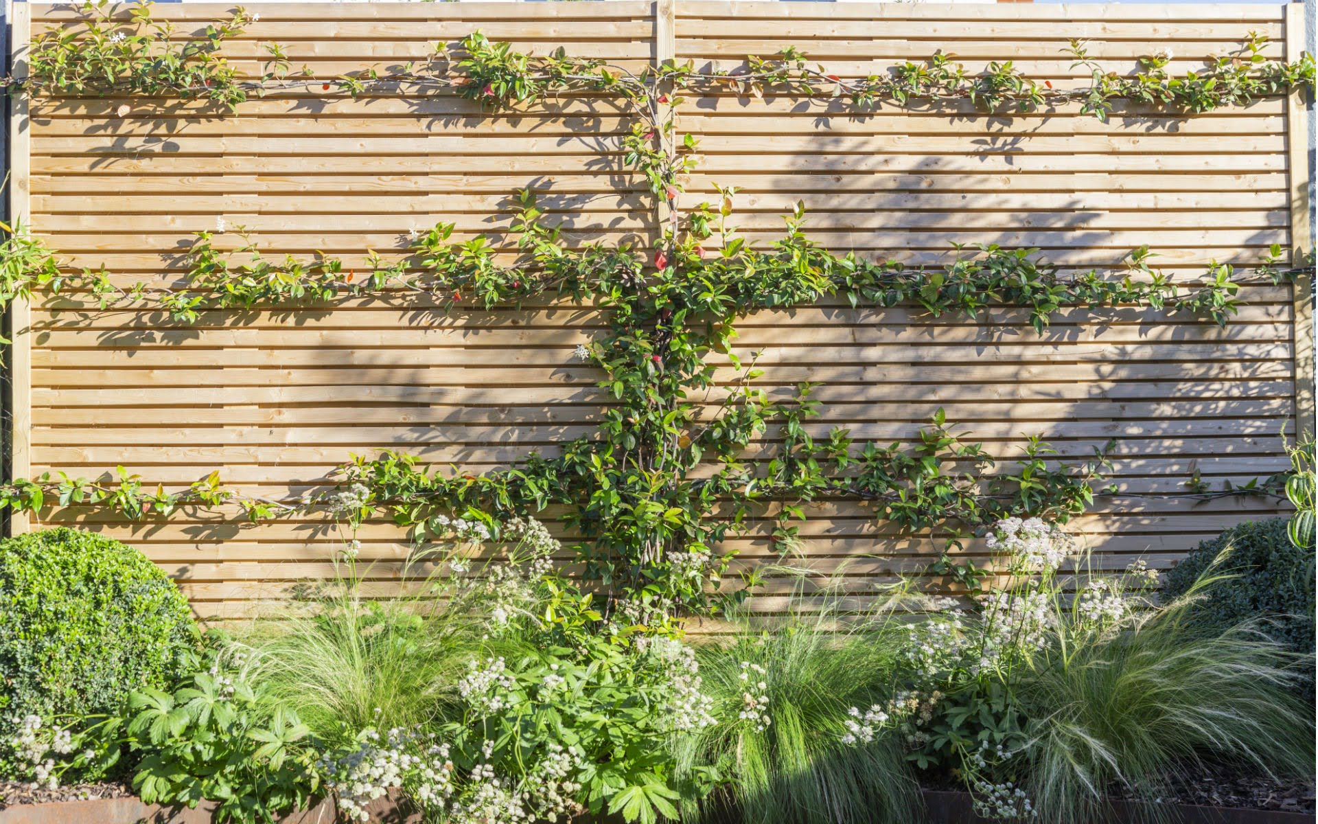 Portfolio Small Urban Garden Beaulieu Essex Feature Cedar Slatted Fence Jasmine