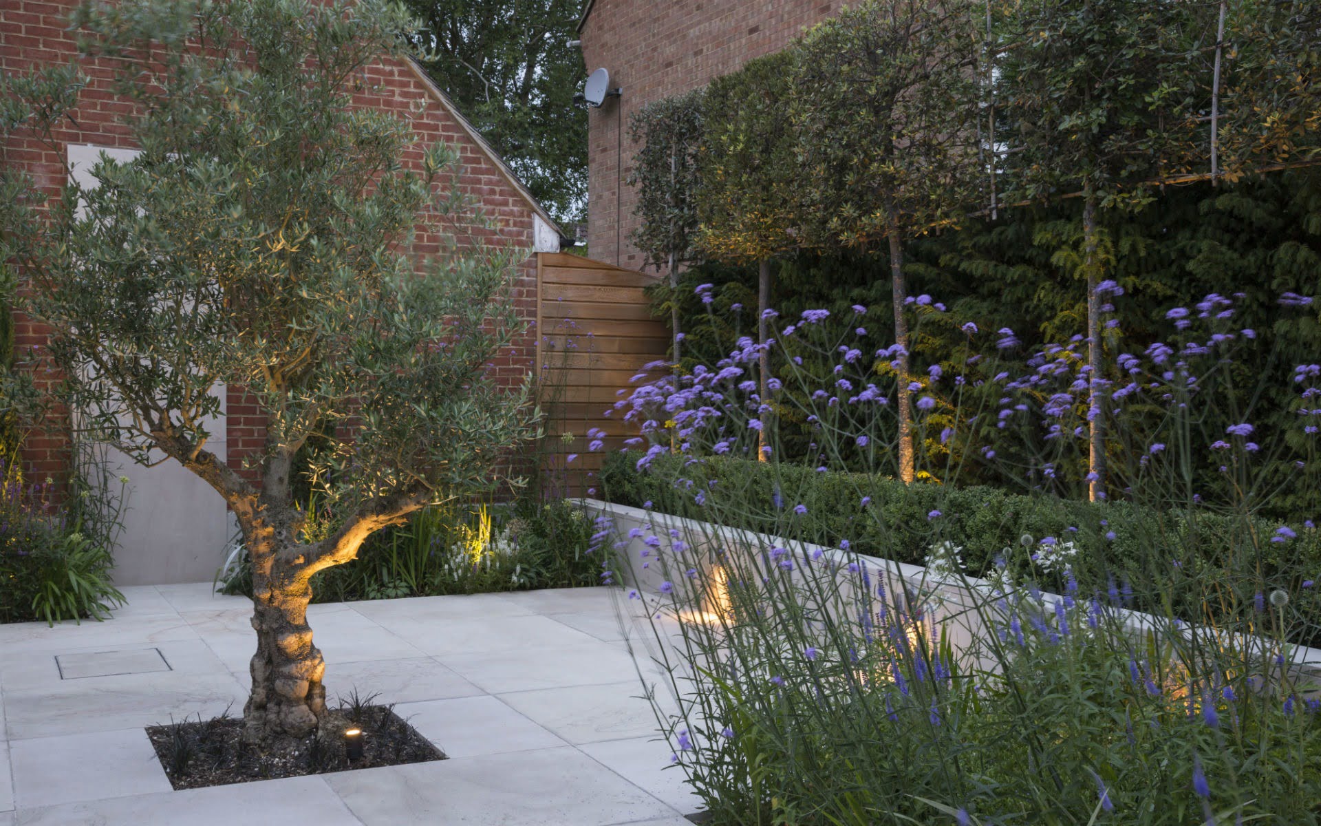 Contemporary Living Garden and Courtyard Shenfield Essex Olive and Pleached Quercus Ilex Raised Beds