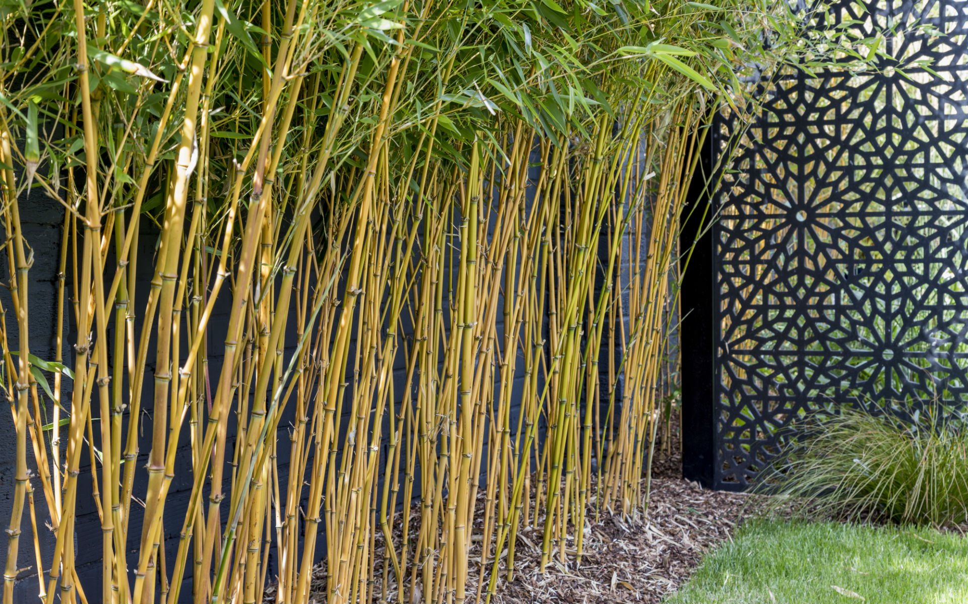 Asian Inspired Contemporary Garden Golden Bamboo Art Panels Garden Screens Essex
