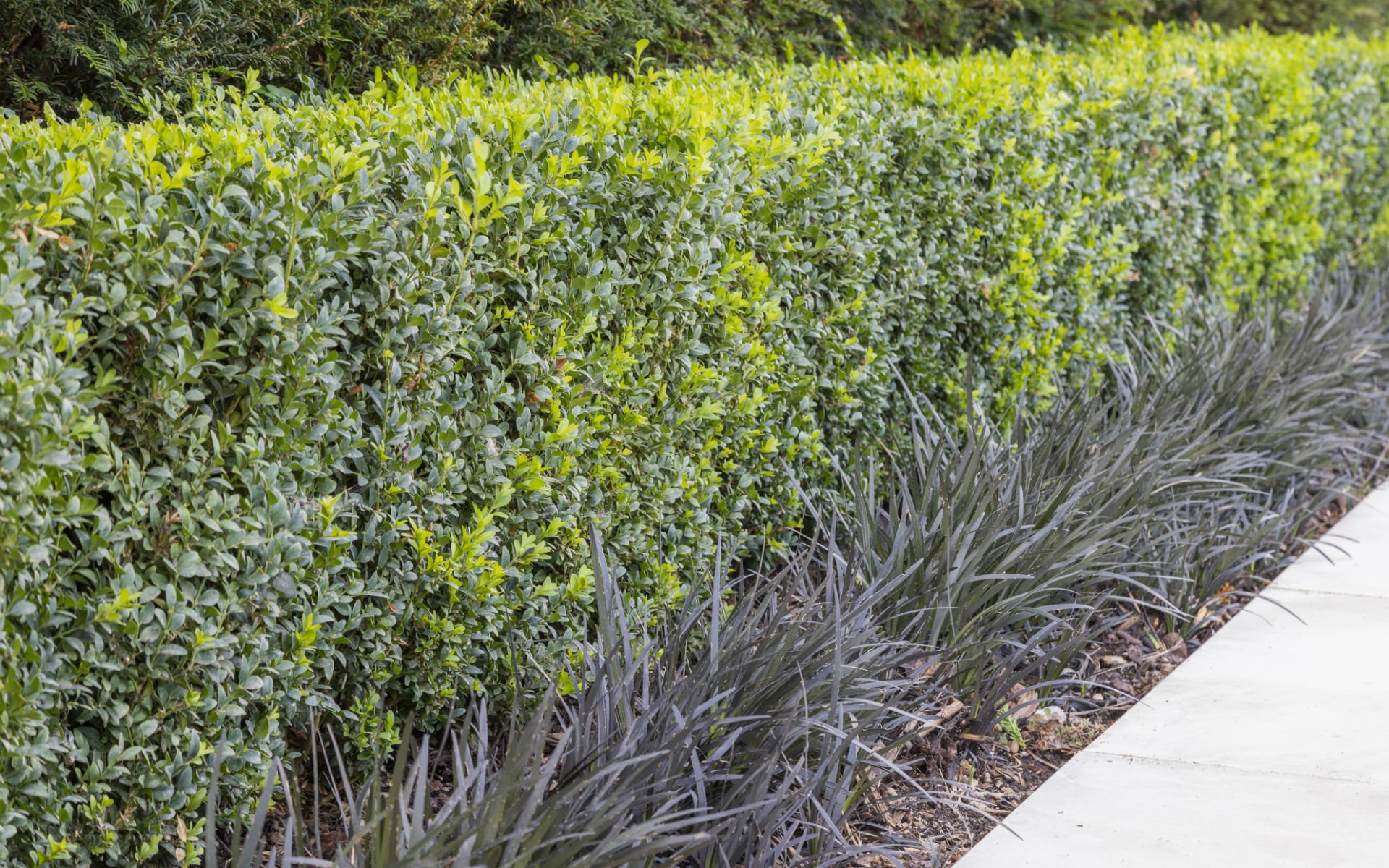 Contemporary Outdoor Kitchen Garden Essex