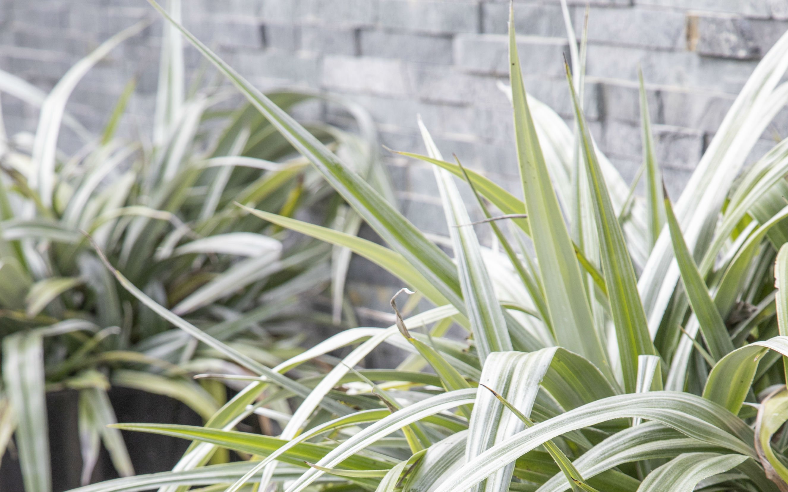 Contemporary Outdoor Kitchen Garden Essex