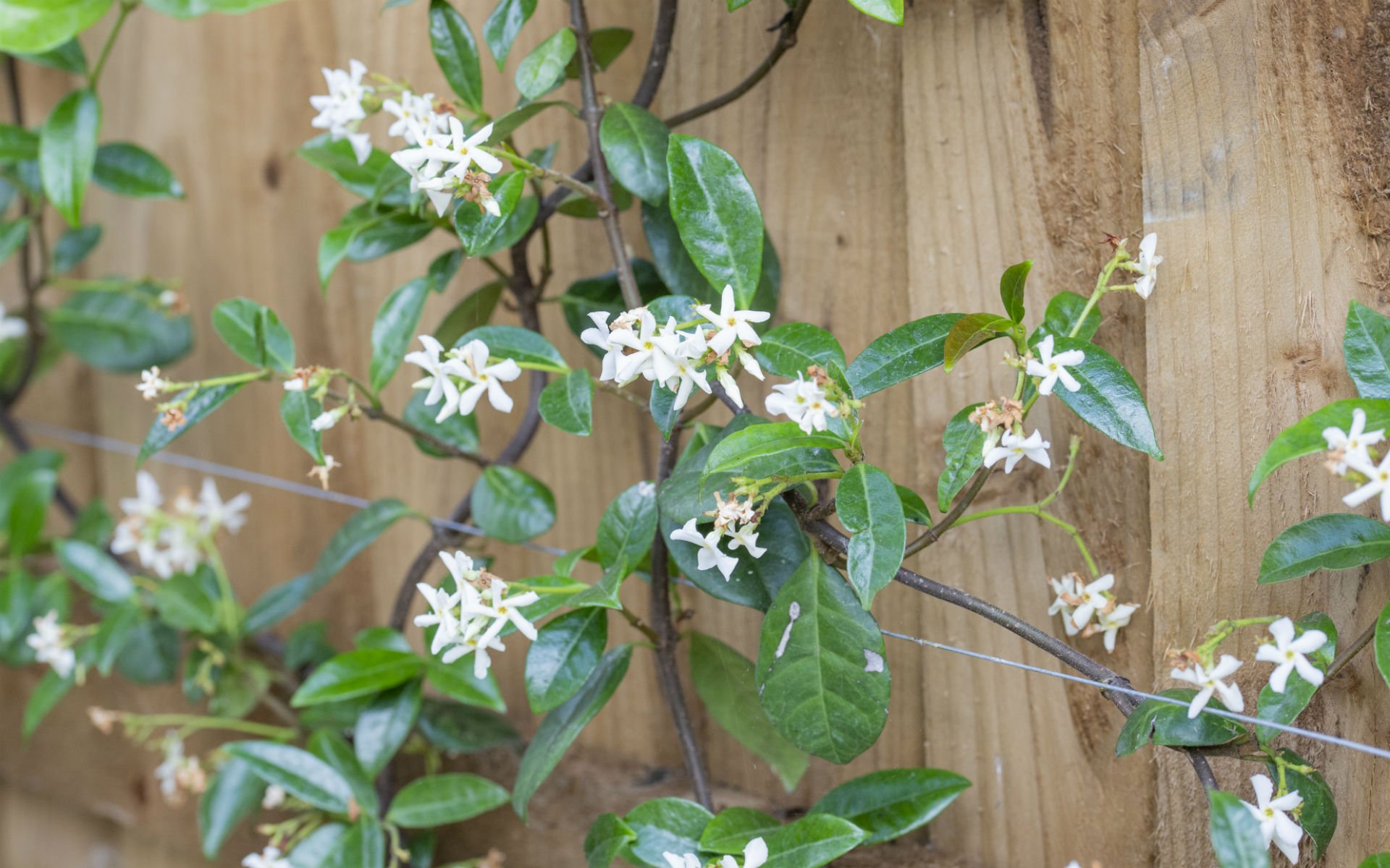 Multi-level Family Garden Designer Danbury Essex
