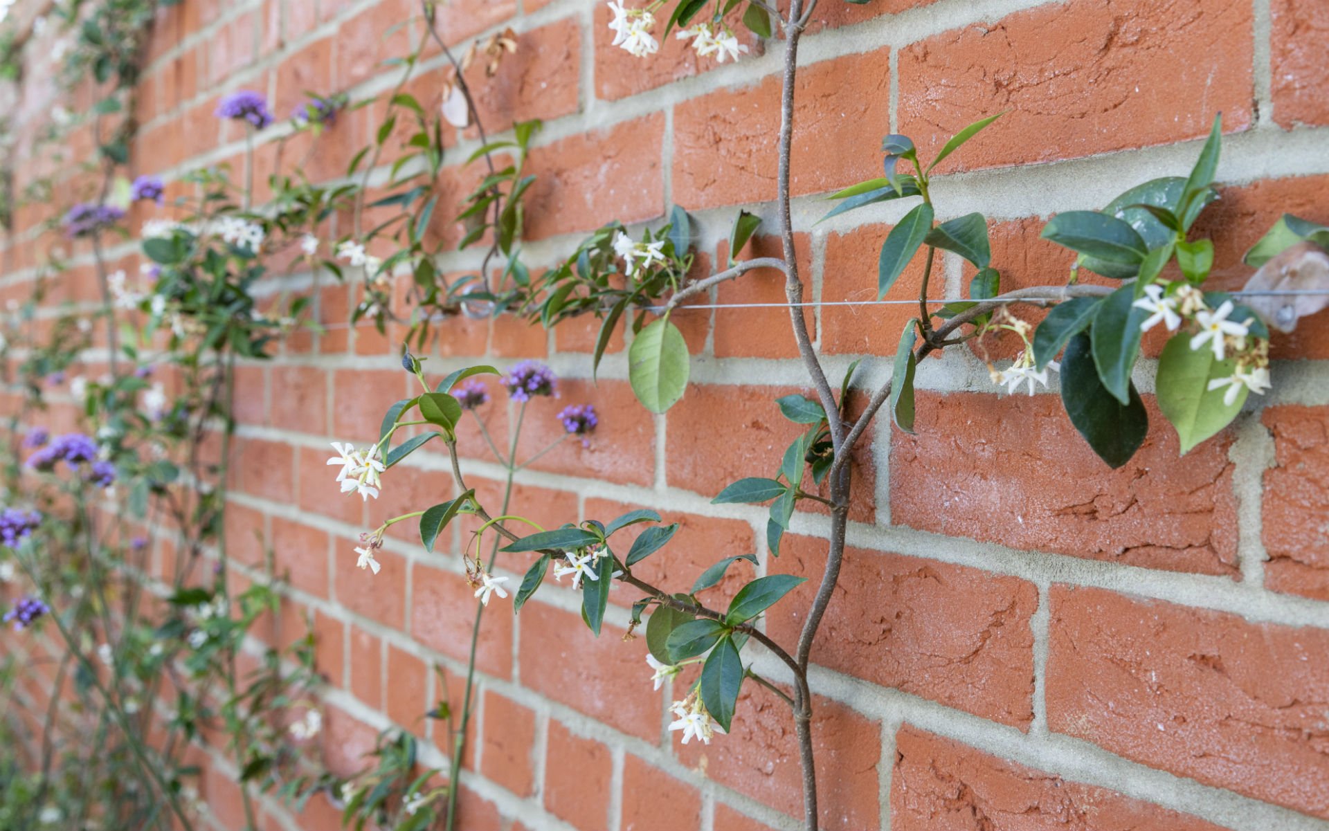 Small Urban Contemporary Garden Essex