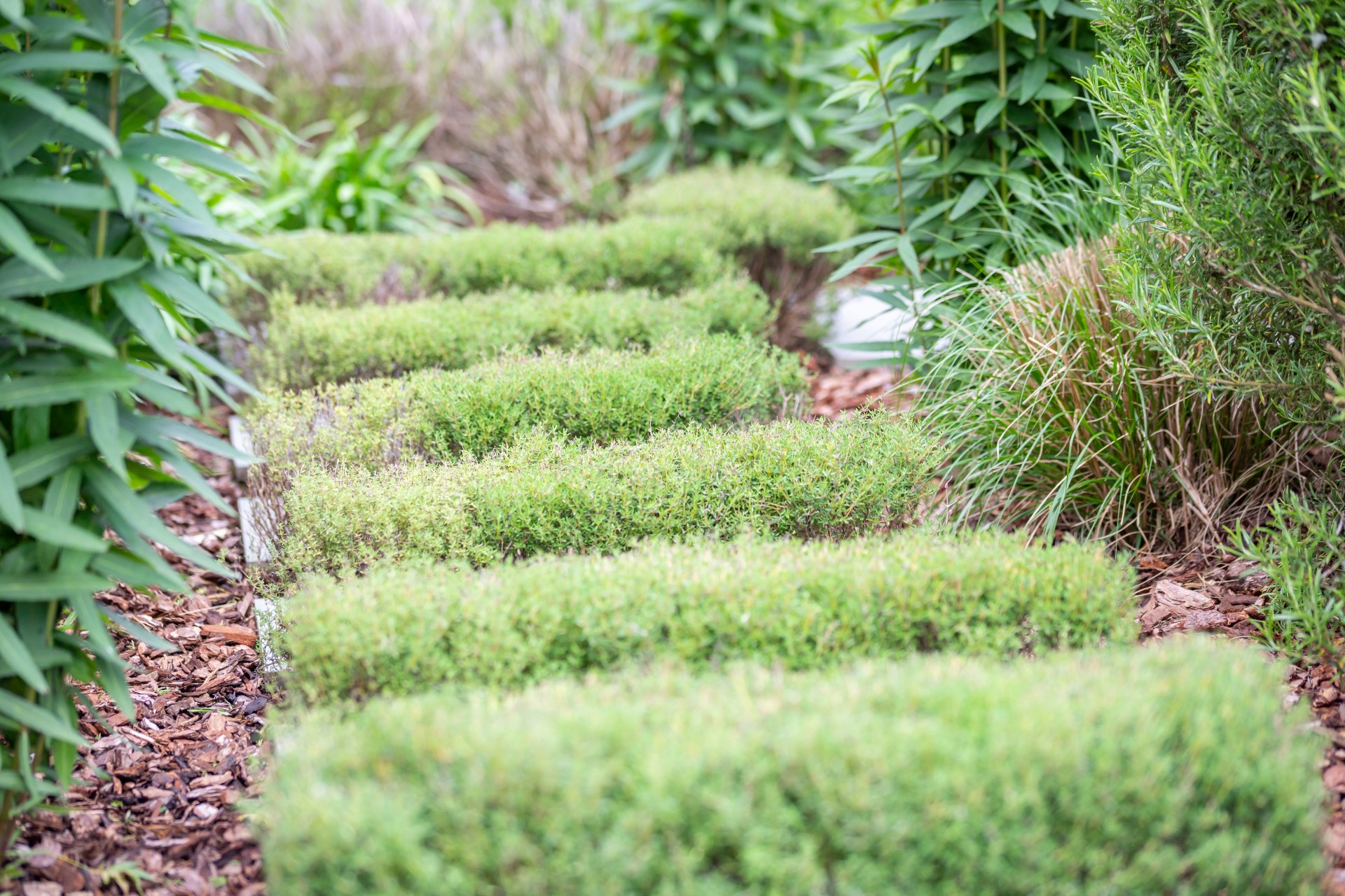 Cube 1994 Urban Garden Thyme Path Urban Contemporary Garden, Chelmsford Essex