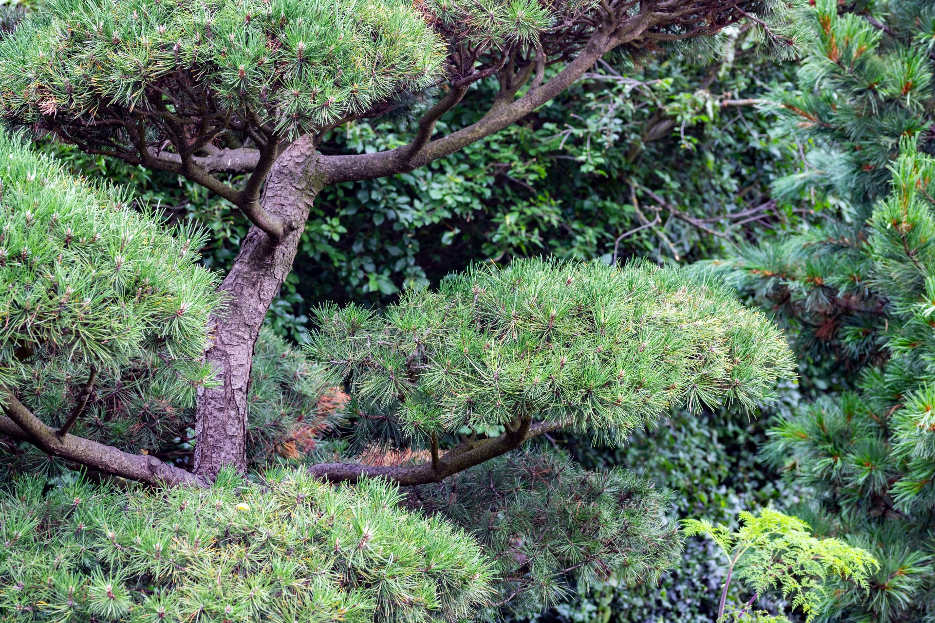 RHS Chelsea Award Winning Garden at Chelmsford Ambulance Station Pinus Trees
