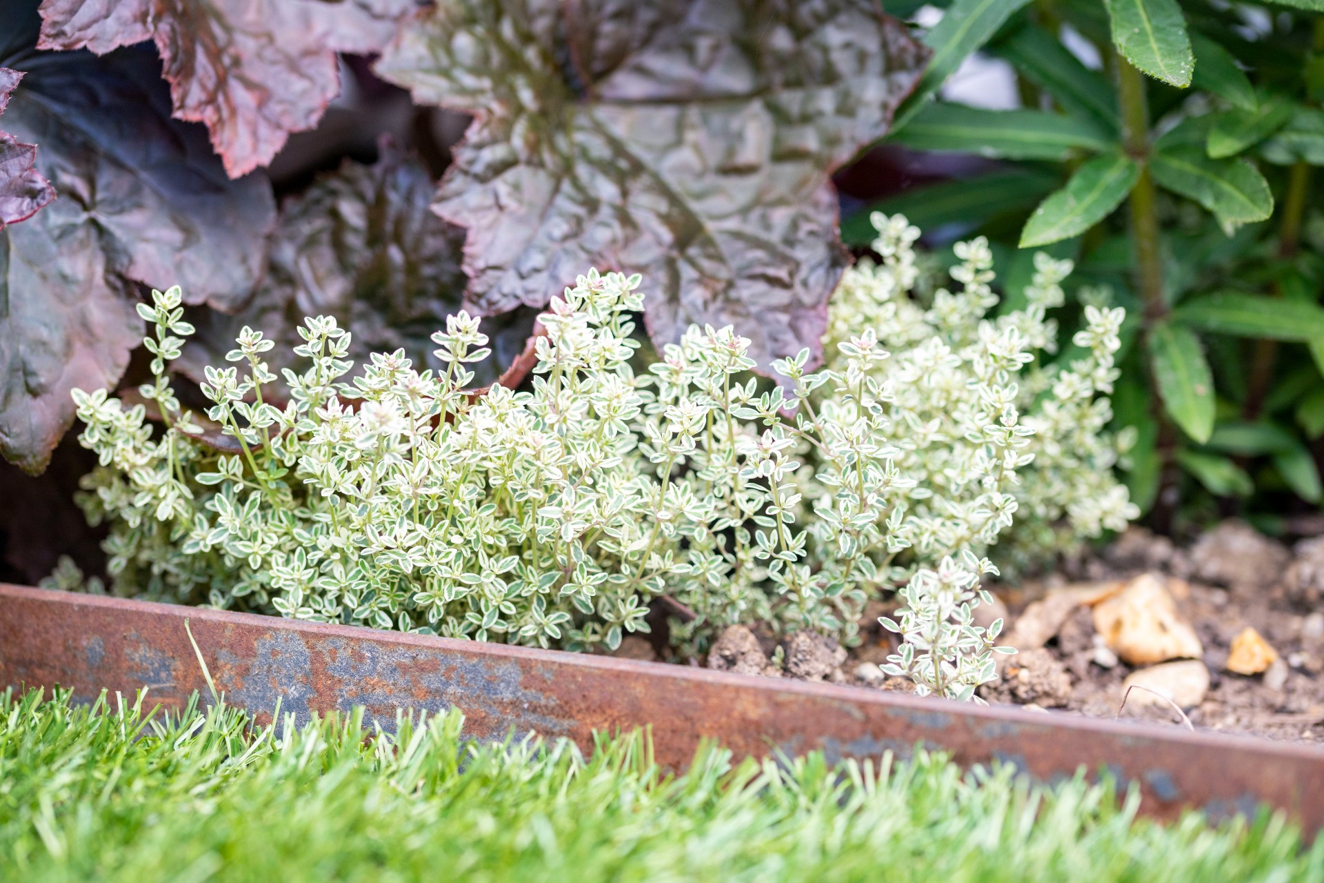 Small Urban Garden Colchester Essex corten steel edging