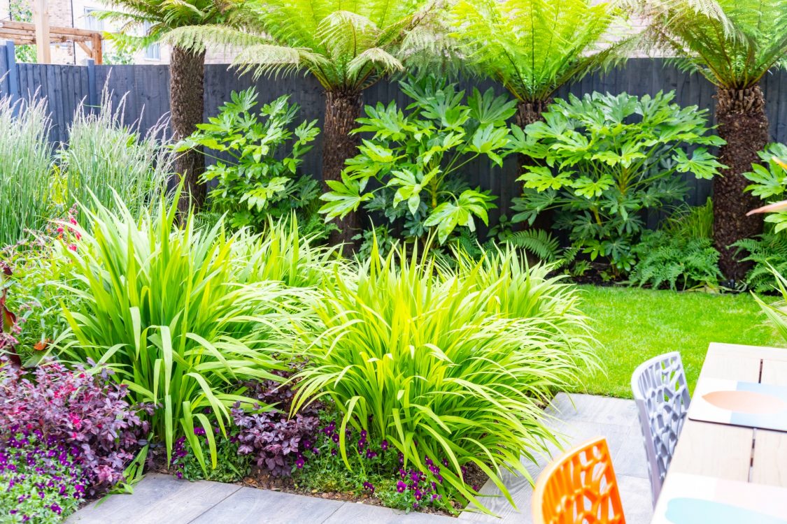 Small Urban Garden Tropical Planting Palm Trees